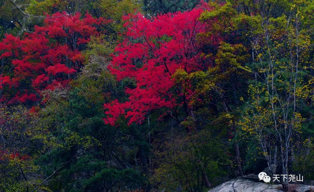 尧山红叶节免费门票,尧山景区每星期三免门票