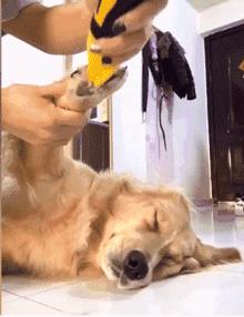 科学养犬四个标准是指哪些,科学养宠攻略狗不能吃什么