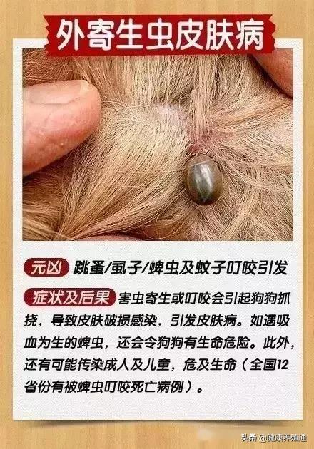 治疗犬皮肤病的土办法,宠物犬疾病的预防与治疗论文