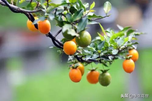 观果盆景冬季管理,热带盆栽观果植物有哪些