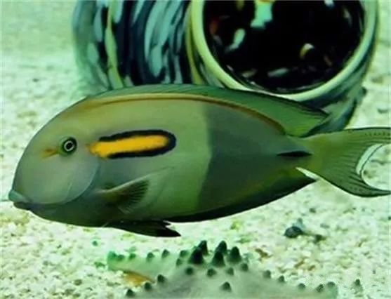 十大最好看的观赏鱼图片大全,十种最漂亮的观赏鱼图片