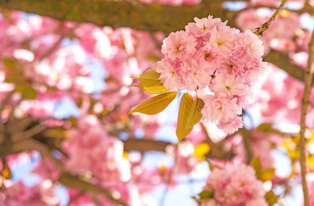 动漫樱花有什么含义,日本动漫中樱花文化