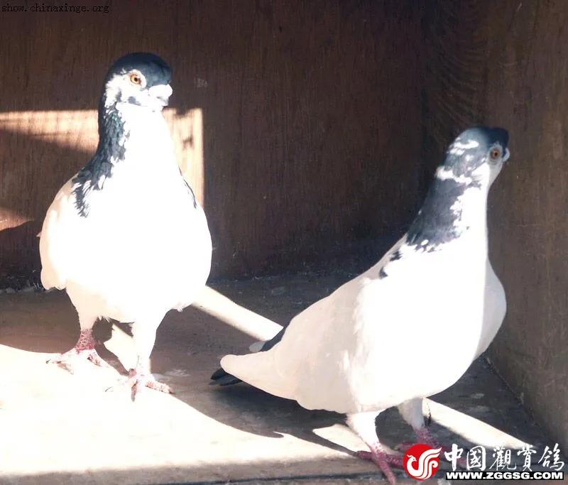 北京鸽哨制作,北京鸽哨晨曲