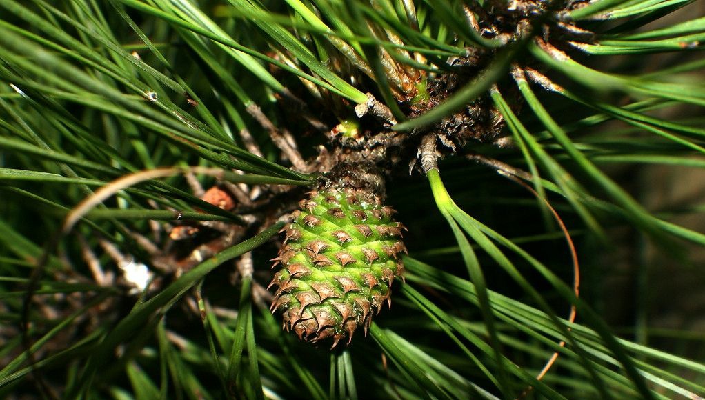 家乡特色美食分享,我家乡的特色是什么