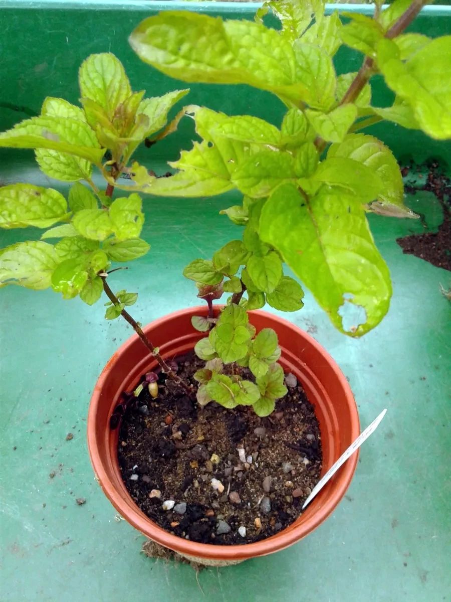 薄荷枝条扦插培养8天后得出结论,薄荷怎么繁殖水培