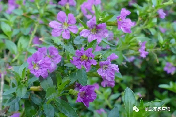 细叶萼距花耐寒吗,细叶萼距花喜光喜阴