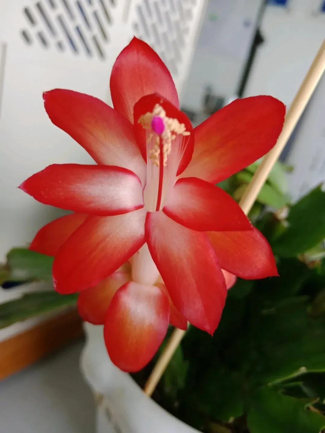 蟹爪兰20棵,有20株蟹爪兰适合多大的盆