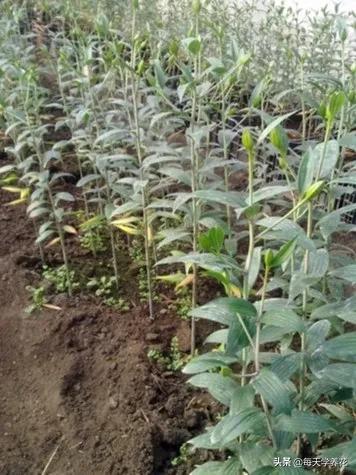 百合虫害的防治方法,百合病虫防治和管理