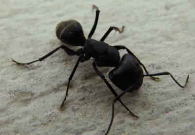 蚂蚁个头很小,蚂蚁为什么会咬人呢