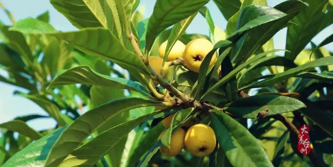 台州的风景哪里好,台州是个美丽的地方