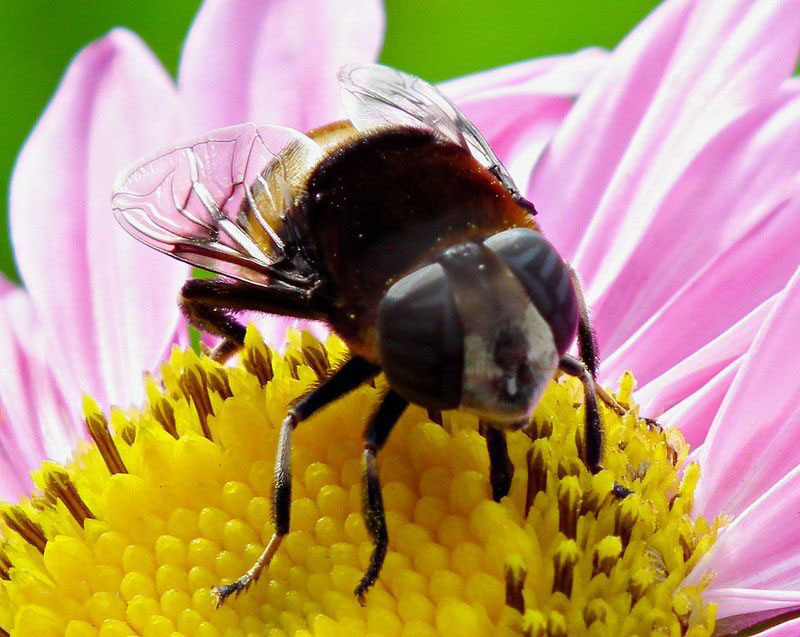 世界四大蜂种是哪种,中国四大蜜蜂种类区别