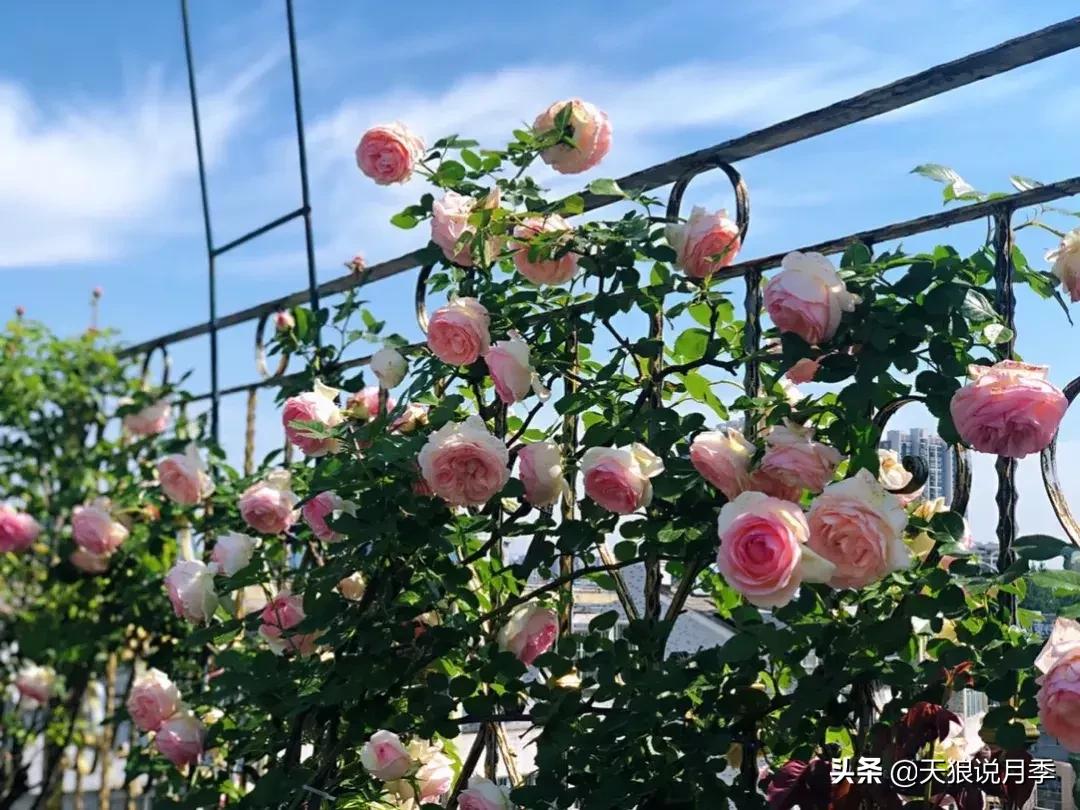 阳台种月季光照少怎么办,光照不好可以养石榴吗