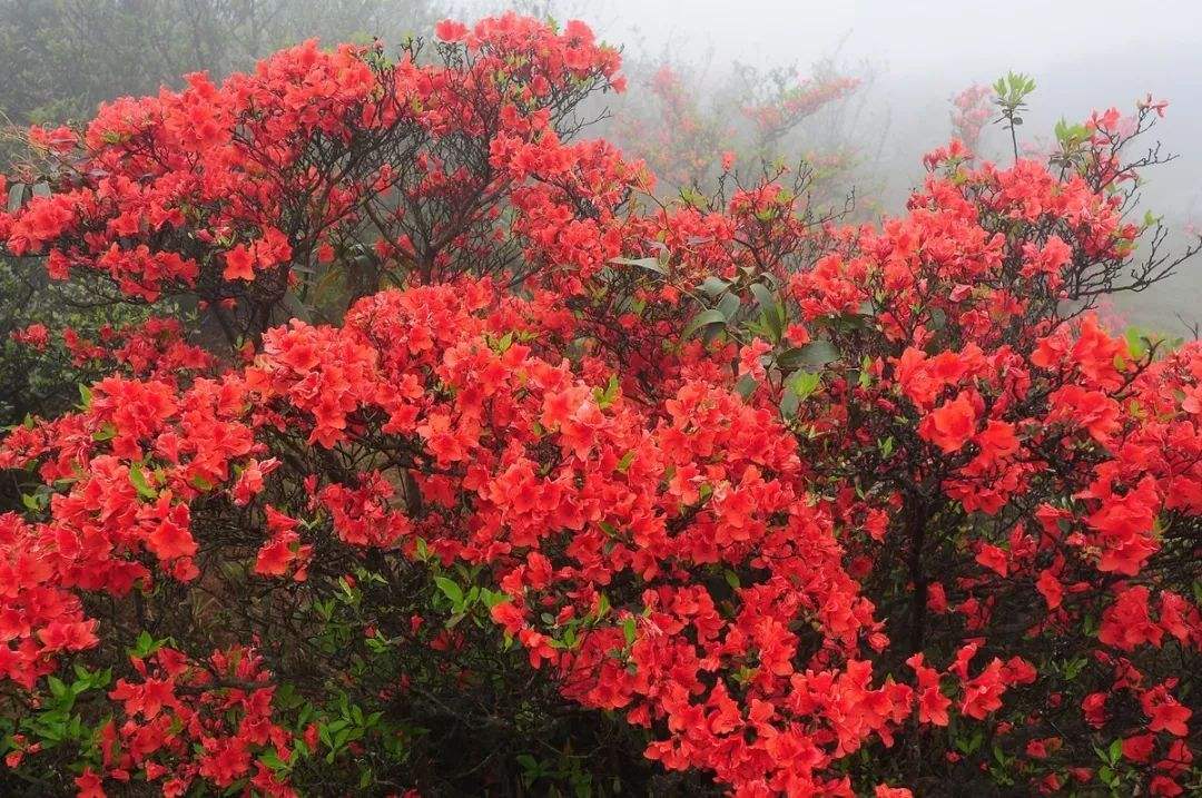 云浮_4月19日天露山的临死体验与明年一定再来