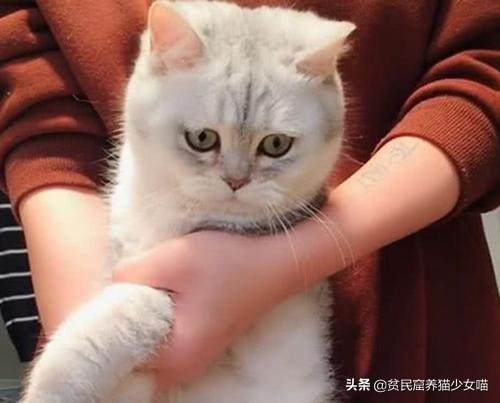 洗猫妙招,洗猫绝招