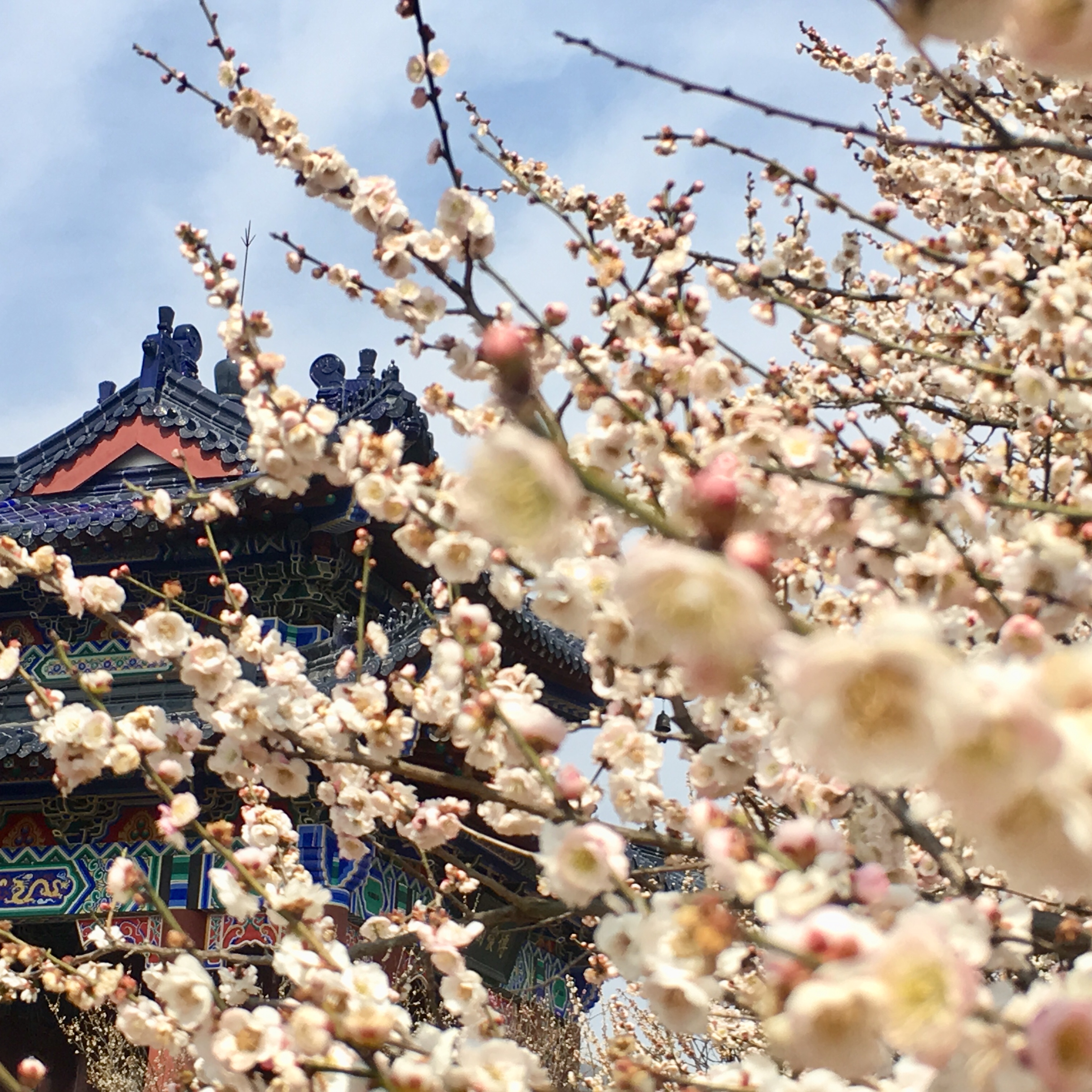 南京雨花台风景区梅花盛开,南京梅花山花海赏梅