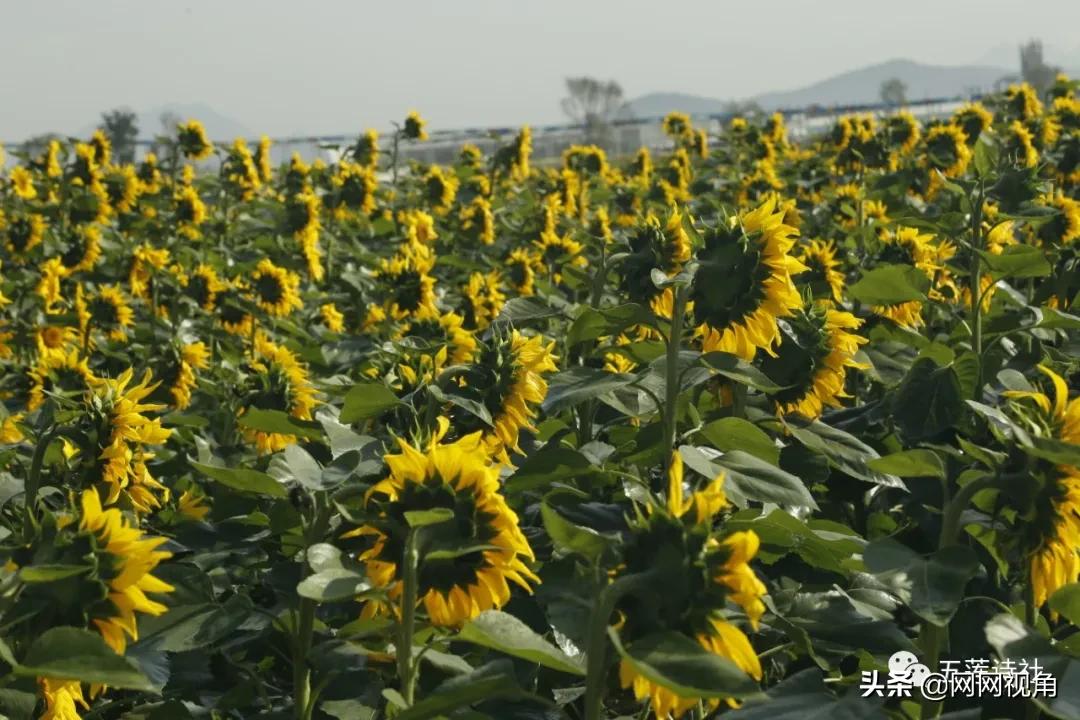「文苑」一地飘零吟恨意，深情不及露霜欺（总第565期）