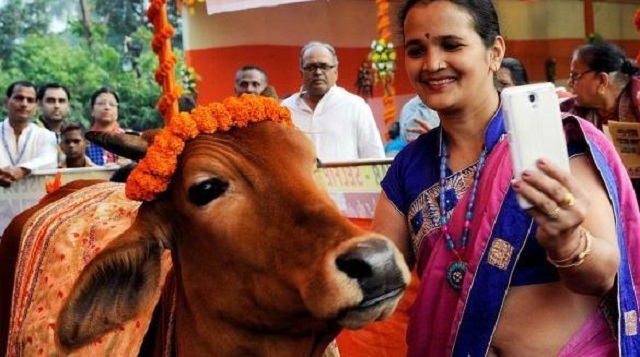 印度男子抛弃发妻花17万娶一头牛,印度大叔抛妻弃子花17万娶牛