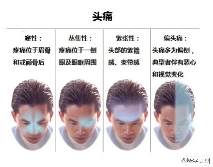 人体神经系统完整解剖图,超全神经系统解剖图近乎完美