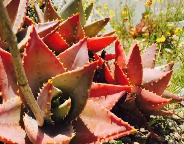 芦荟叶片发红怎么回事,芦荟叶片慢慢发黄是怎么回事