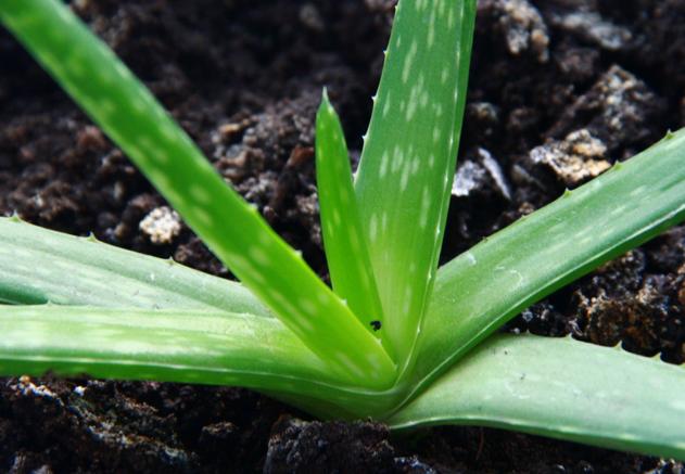 芦荟叶子冻得发黄怎么办,芦荟叶片发软怎么回事