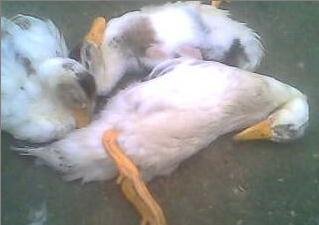 鸭子常见病,鸭子常见病防治方法