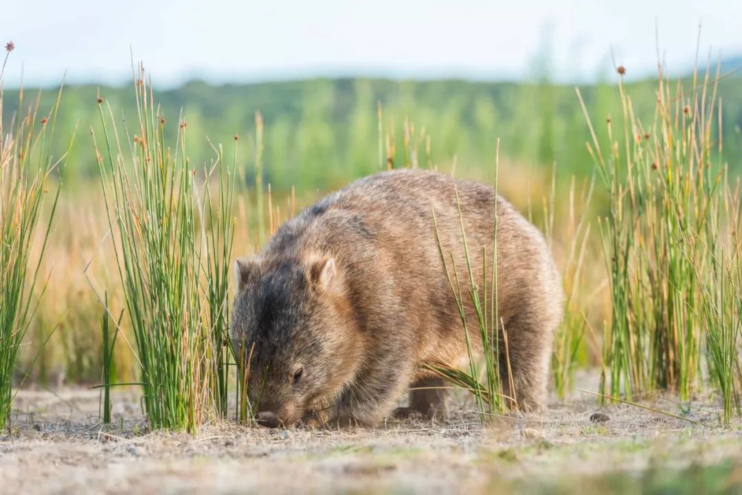 悉尼到阿德莱德自驾游,澳大利亚阿德莱德悉尼距离