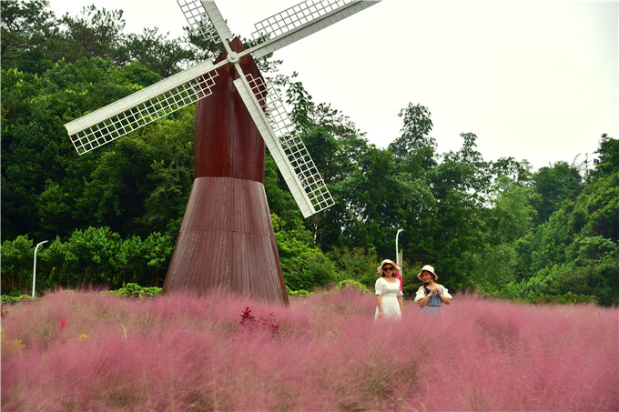 肇庆市粉黛乱子草,肇庆德庆盘龙峡薰衣草