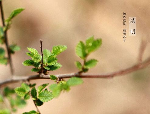 插柳枝是清明节的习俗吗,清明节的习俗有哪些全部