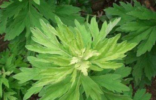 植物艾草,常见植物艾草