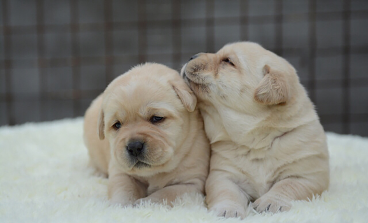 拉布拉多幼犬怎么养要注意什么,饲养拉布拉多幼犬的养护知识大全