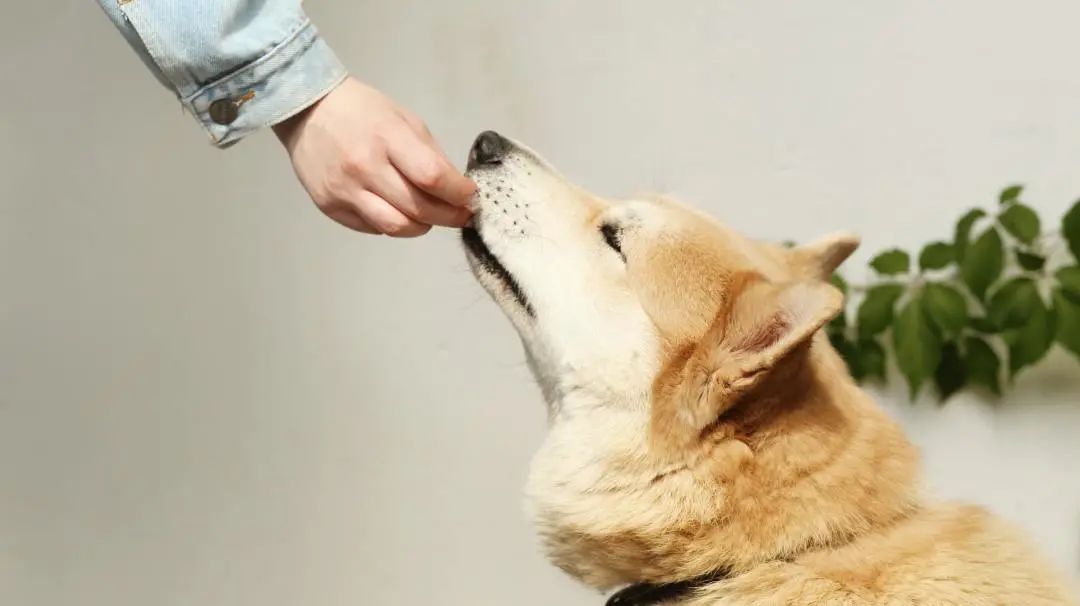 瀹犵墿鍐诲共鍏ㄥ妗舵斁鑲夌殑杩囩▼,瀹犵墿闀垮绉樼睄