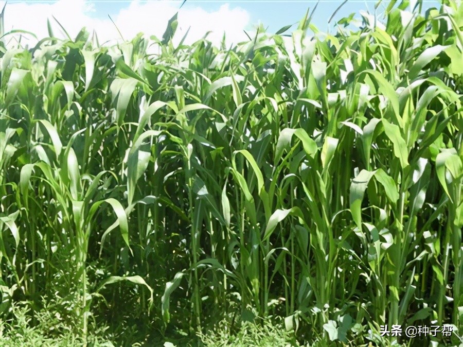 养牛全部买草料好还是自己种的好,养牛种牧草划算还是种玉米划算