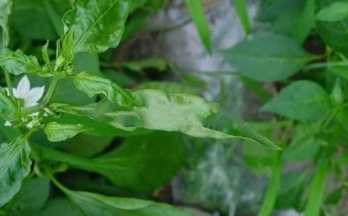 辣椒苗黄叶卷叶生长不旺盛怎样治,辣椒苗叶向下卷叶后干枯怎么回事