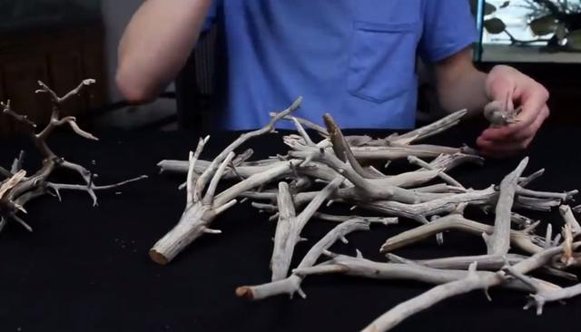 莫斯树到底好不好,莫斯树是什么