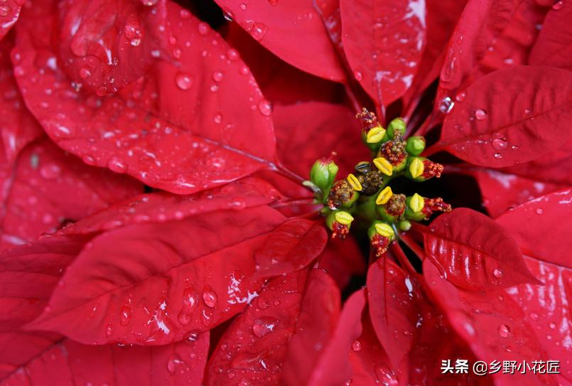 一品红为什么掉叶,一品红出现落叶会不会死呢