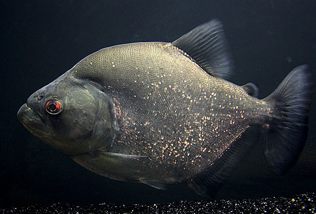 最名贵的水虎鱼排行,水虎鱼多大的好养