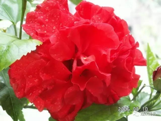 中国各大城市市花介绍,全国56市市花太美了的视频