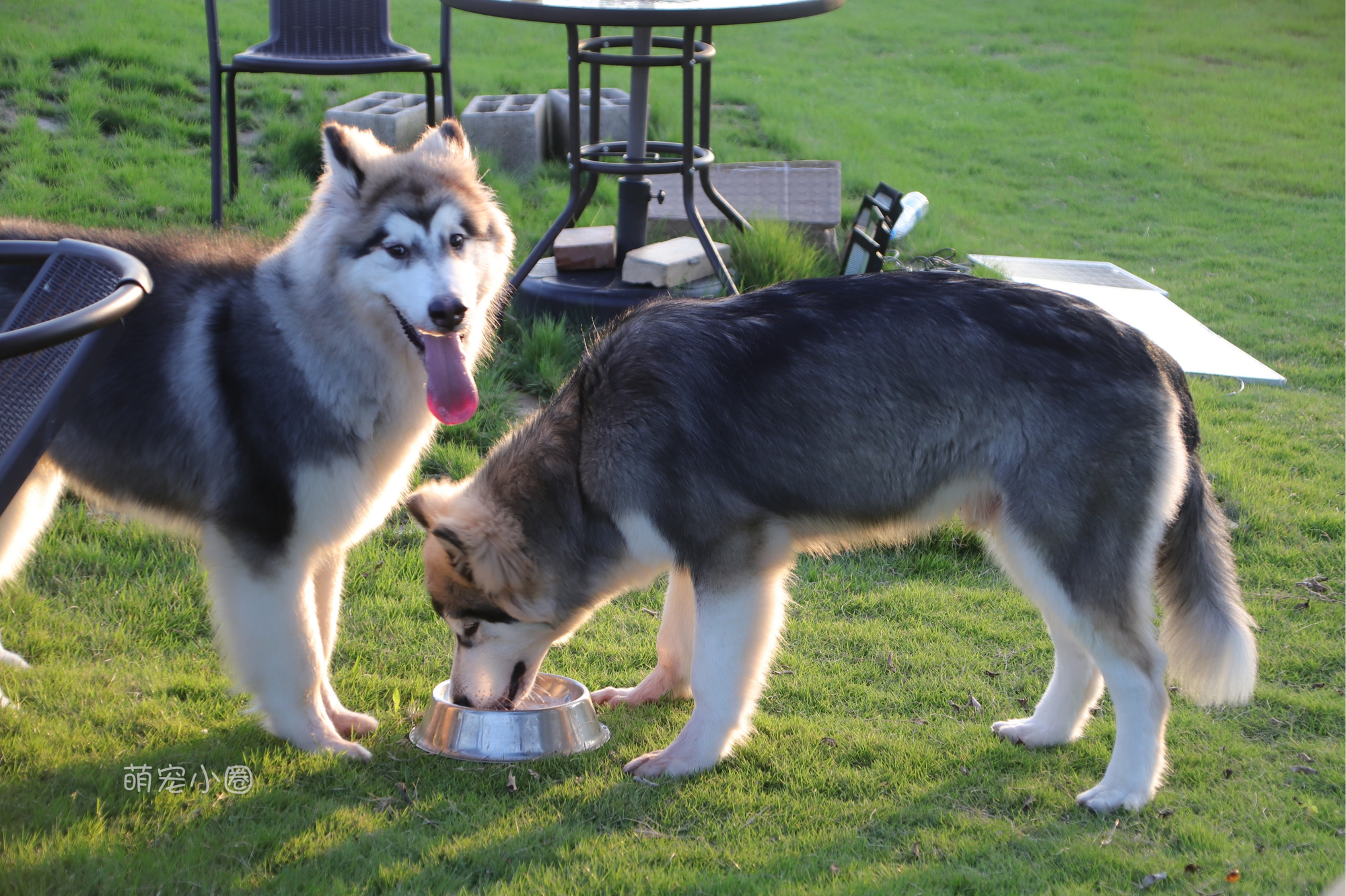 宠主们这8种水不能长期给狗狗喝,兽医表示:长期喝等于慢性自杀