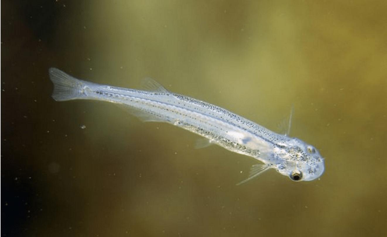 亚马逊吸血鬼鱼,亚马逊吸血鬼