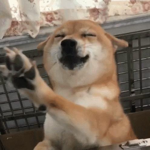 怎样判断铲屎官好坏,铲屎官的鉴定方法视频