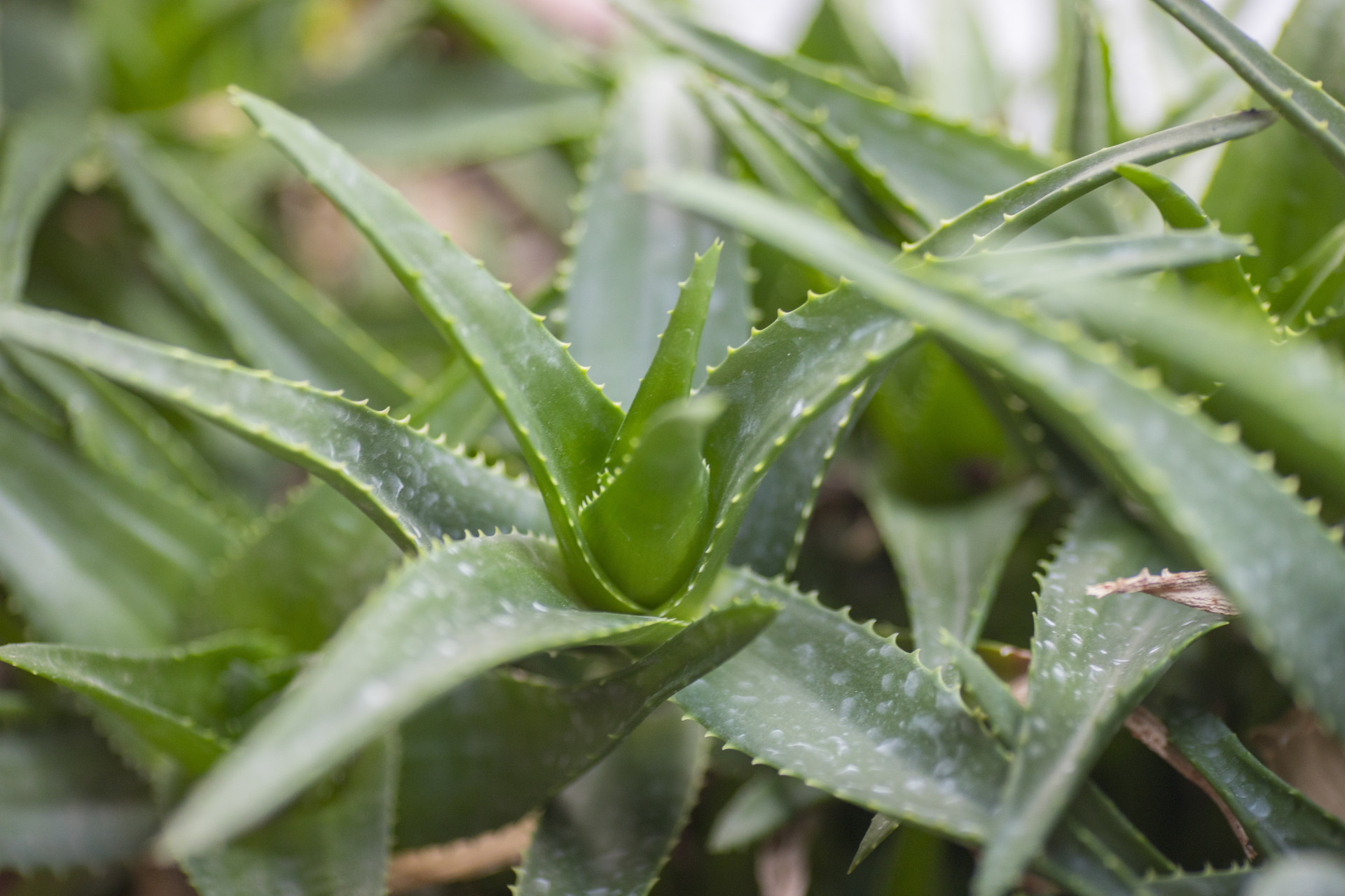 芦荟有毒能治癌症吗,涂芦荟会致癌吗