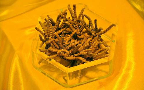 对于野生动物你有哪些了解,冬虫夏草对于女人的好处和坏处