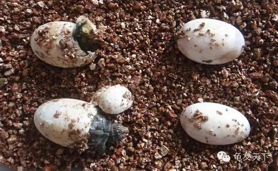 龟产蛋前要准备什么,龟产蛋后期饲养方法