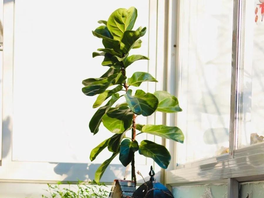 花买回来叶子蔫了怎么办,花掉花苞有什么好方法吗