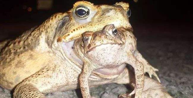 世界上最毒的10种蟾蜍是哪10种,有剧毒的蛤蟆蟾蜍