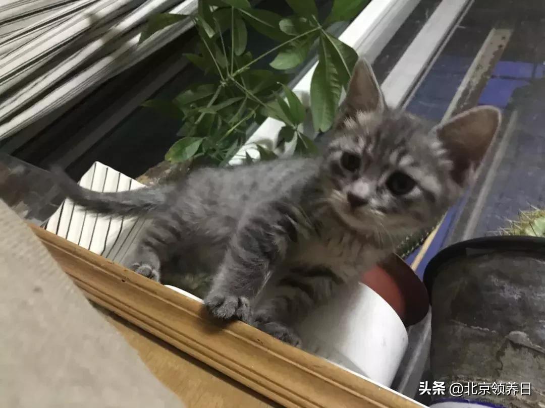 喵星人第二季,喵星人第2季免费观看