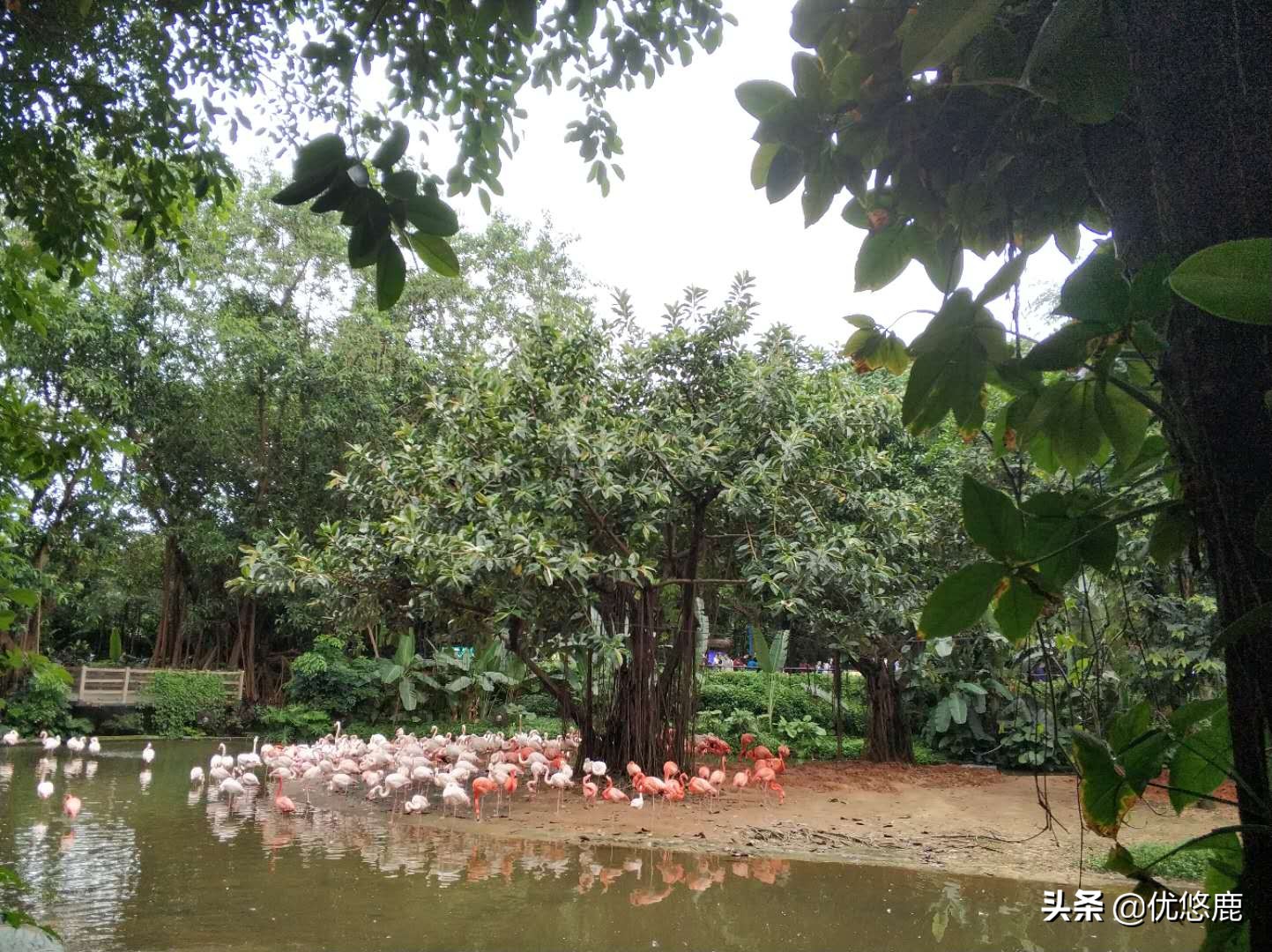 广州长隆野生动物园自驾大马戏,广州长隆野生动物园攻略马戏表演