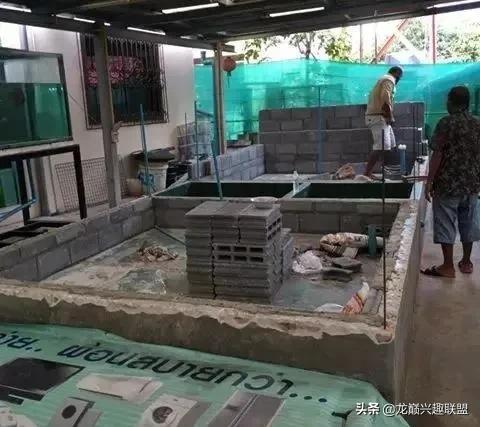 国外某熊孩子把龙鱼吓脱臼了