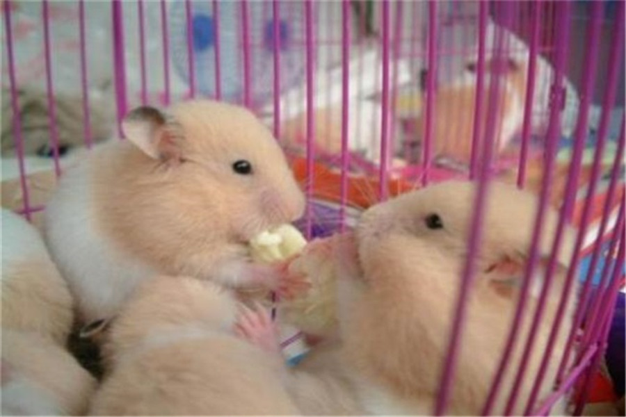 金丝熊养不胖怎么办,金丝熊如何才能养不死