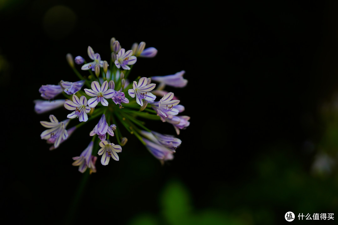 新手的第一支变焦镜头,新手第一支镜头选50还是85